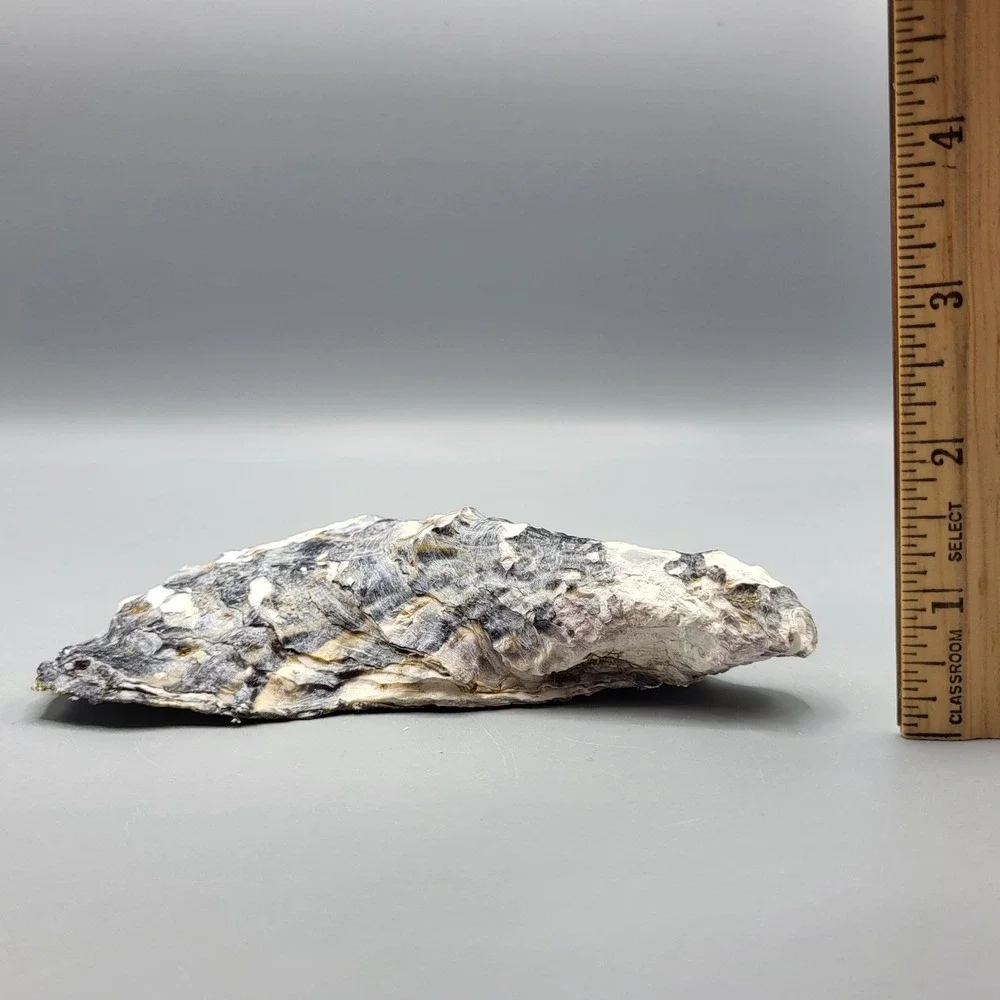 Vintage Decorative Oyster Shell Trinket Ring Dish Blue White Floral Butterfly